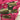 Tropical Silk Masks Silk Concepts